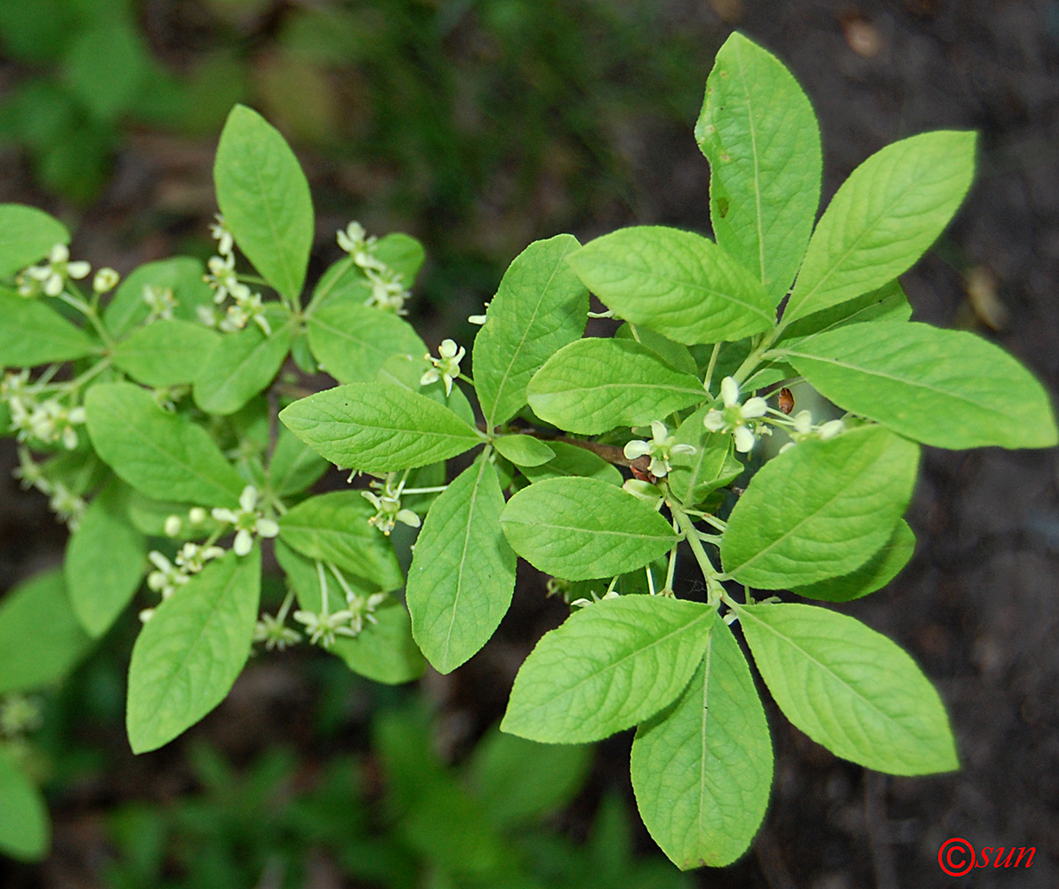 Image of Euonymus europaeus specimen.