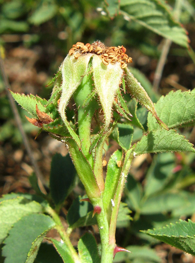 Image of genus Rosa specimen.