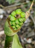 Arum italicum. Соплодие с незрелыми плодами. Германия, г. Дюссельдорф, Ботанический сад университета. 02.06.2014.