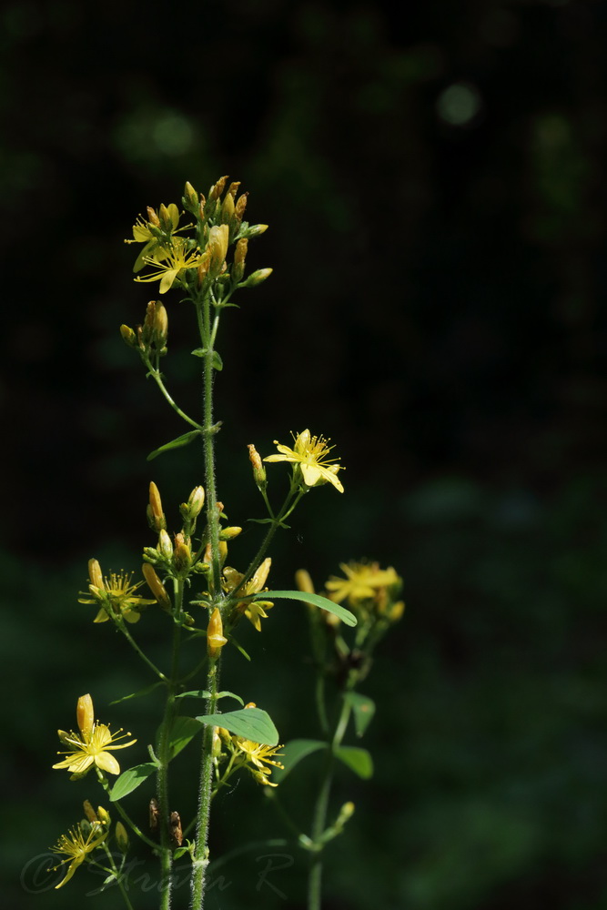 Image of Hypericum hirsutum specimen.