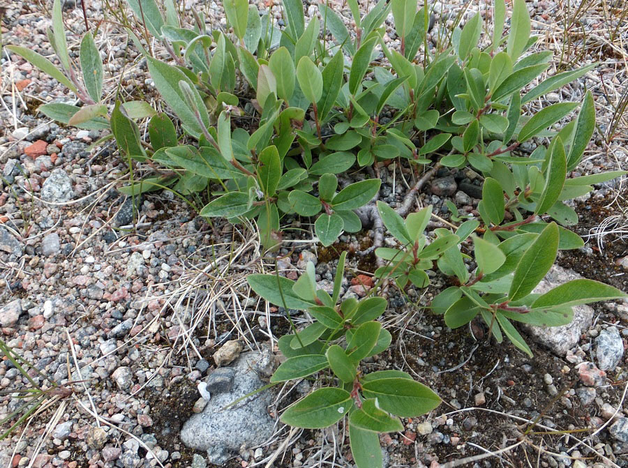 Image of Salix glauca specimen.