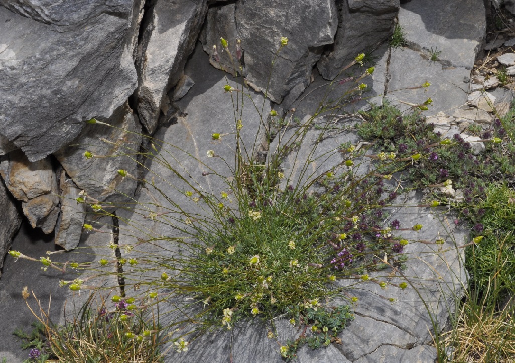 Image of Silene parnassica ssp. dionysii specimen.