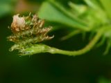 Medicago polymorpha