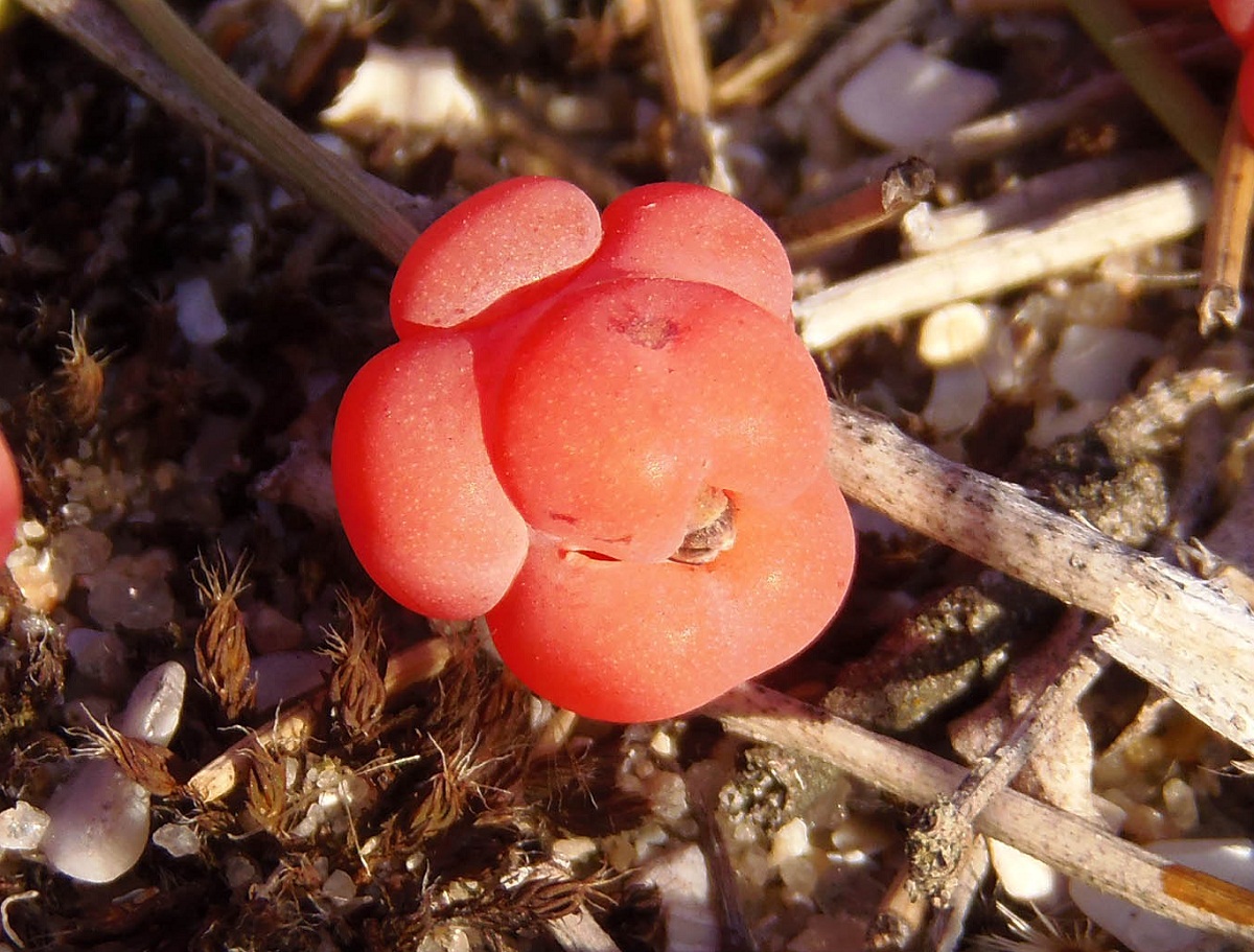 Image of Ephedra distachya specimen.