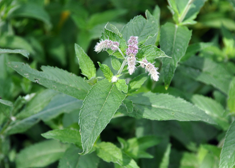 Image of Mentha longifolia specimen.