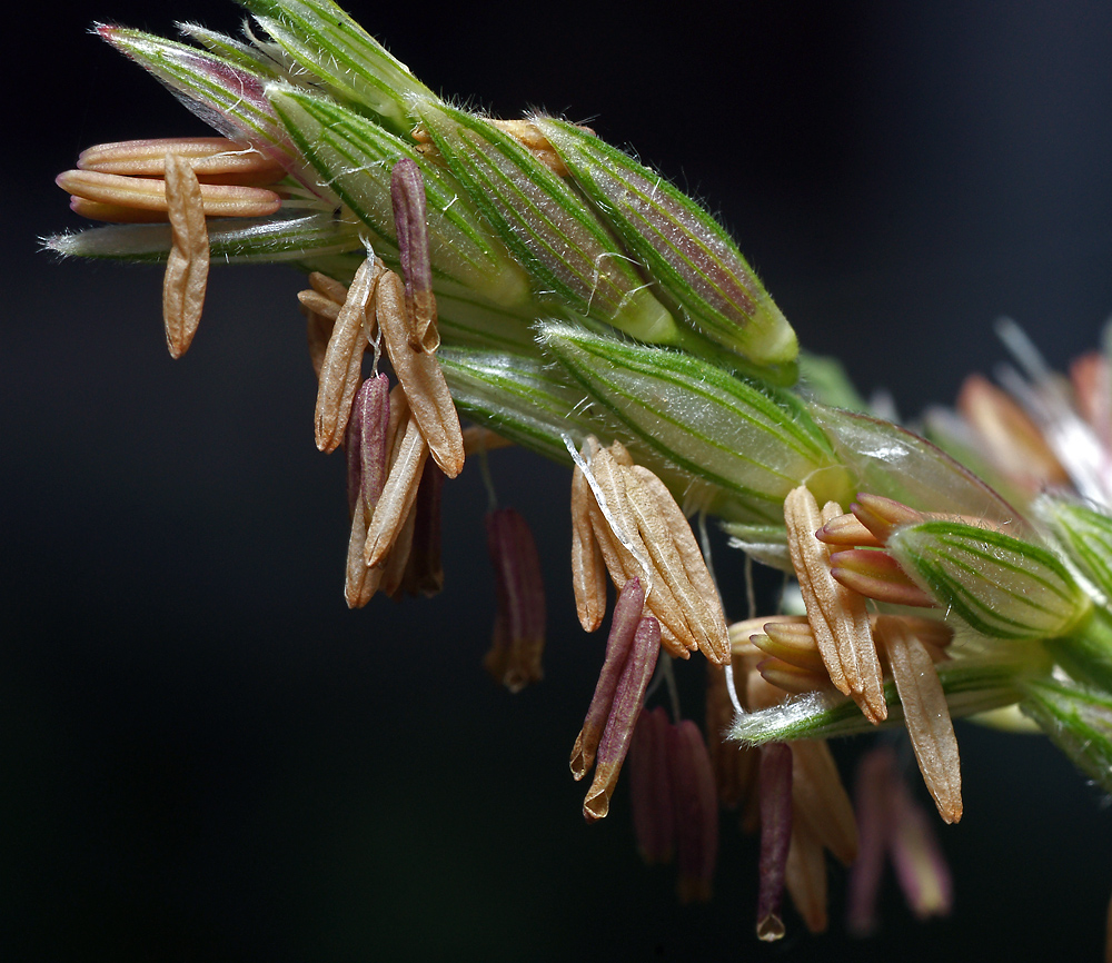 Image of Zea mays specimen.