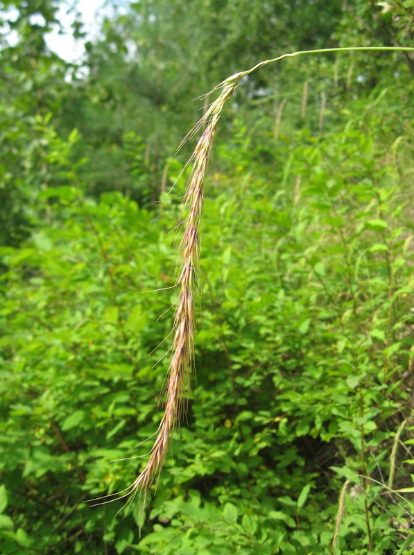 Изображение особи Elymus sibiricus.