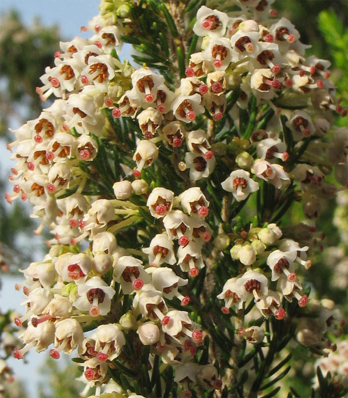 Image of Erica arborea specimen.