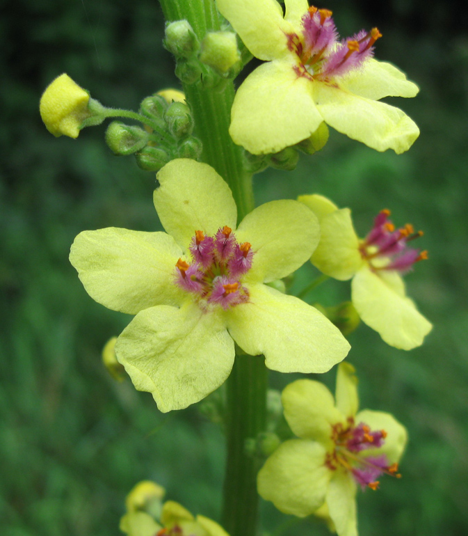 Image of Verbascum nigrum specimen.