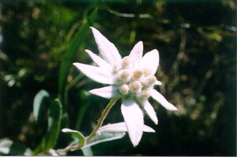 Image of Leontopodium palibinianum specimen.