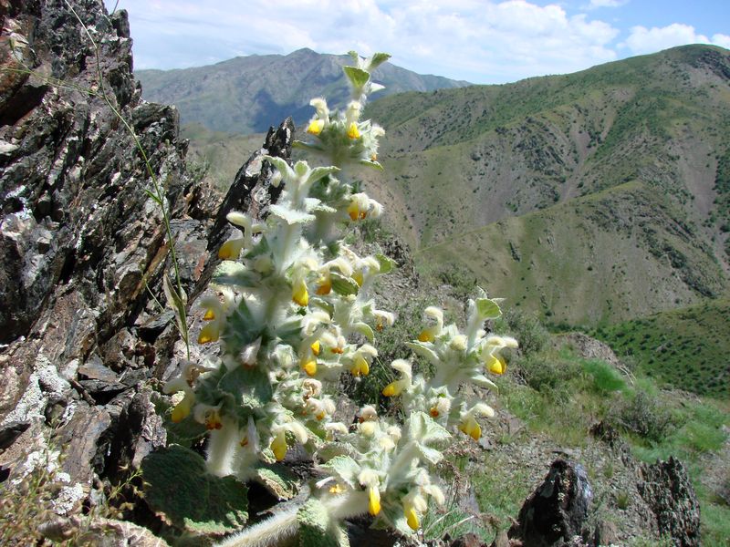 Image of Paraeremostachys sogdiana specimen.