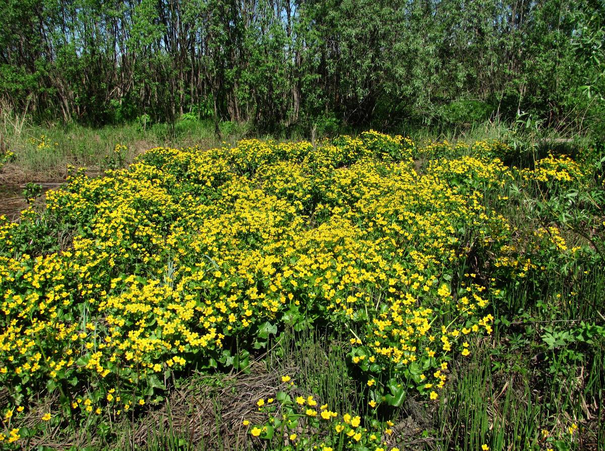 Image of Caltha palustris specimen.