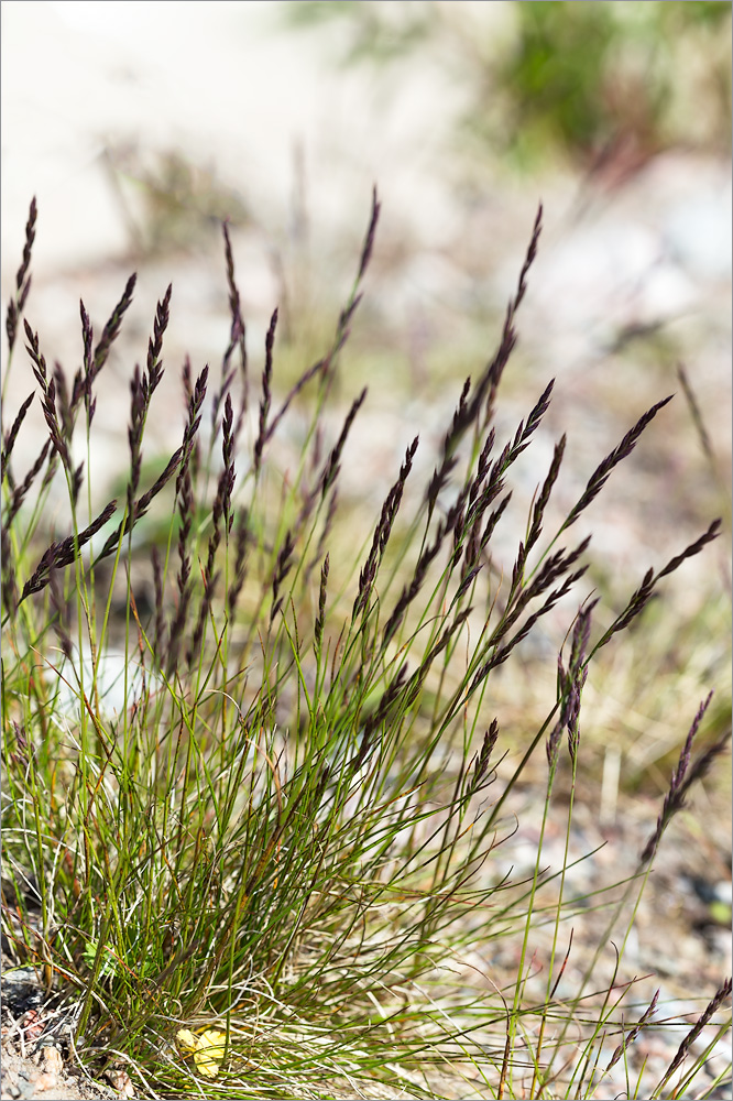 Изображение особи род Festuca.