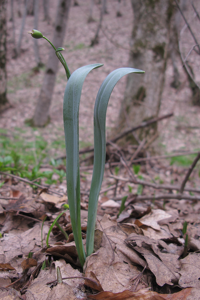 Image of Galanthus alpinus specimen.