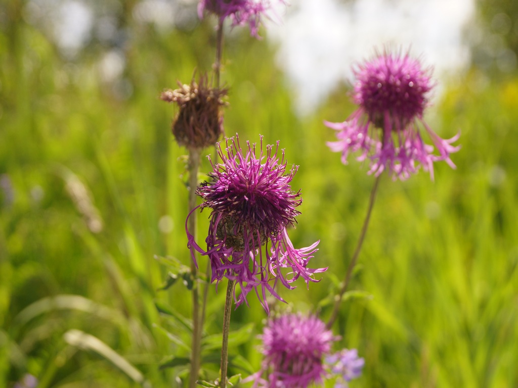 Изображение особи Centaurea scabiosa.