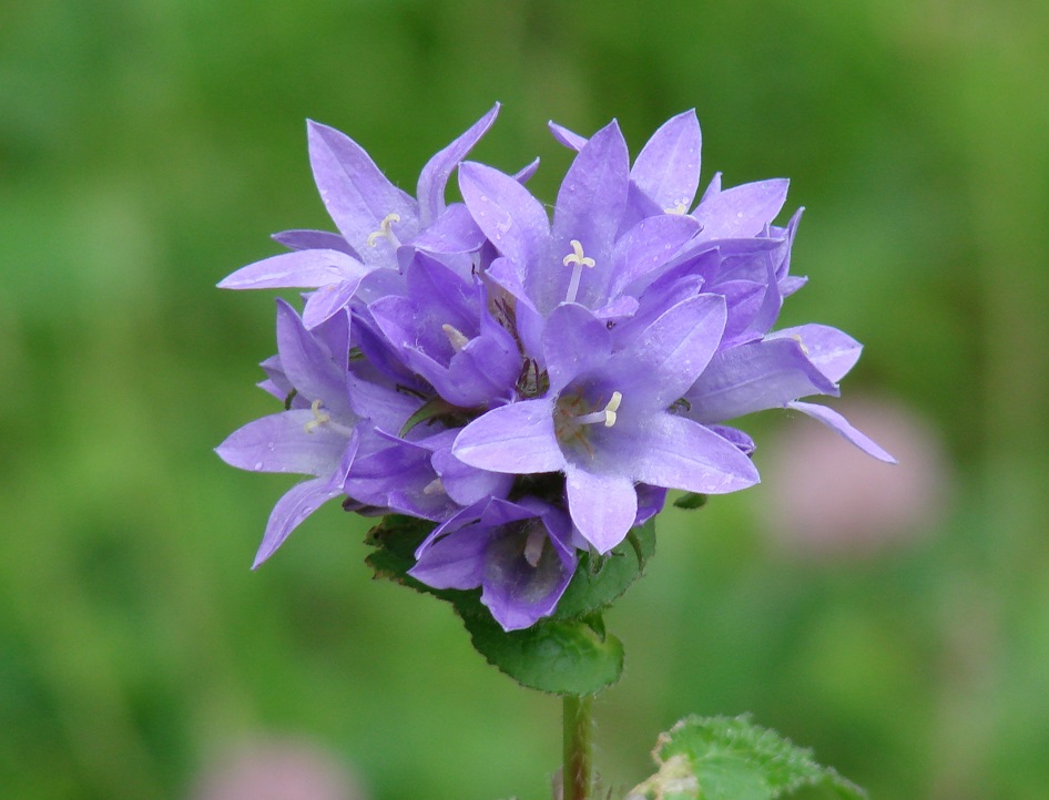 Image of Campanula glomerata specimen.