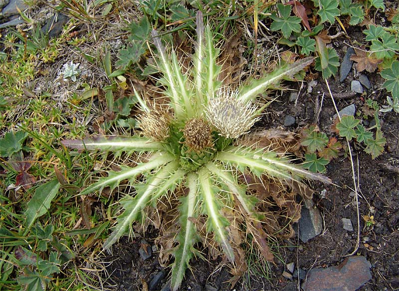 Image of Cirsium rhizocephalum specimen.