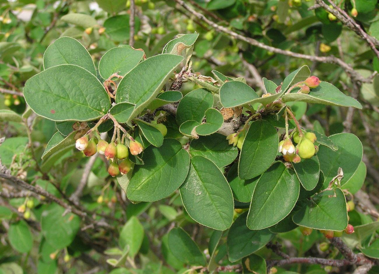 Image of Cotoneaster melanocarpus specimen.