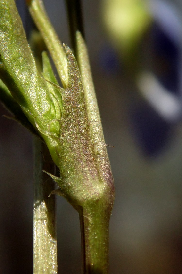 Image of Viola riviniana specimen.