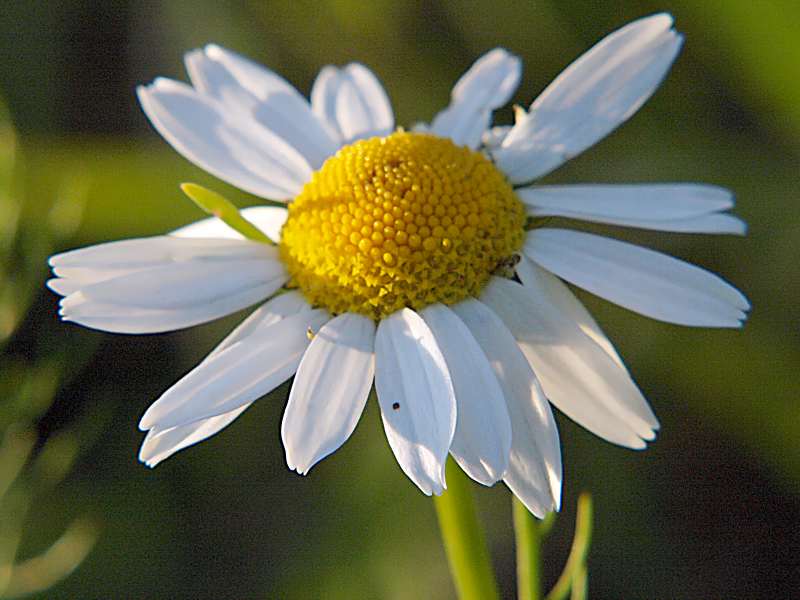 Изображение особи Tripleurospermum inodorum.