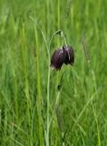 Смотреть изображение Fritillaria meleagroides