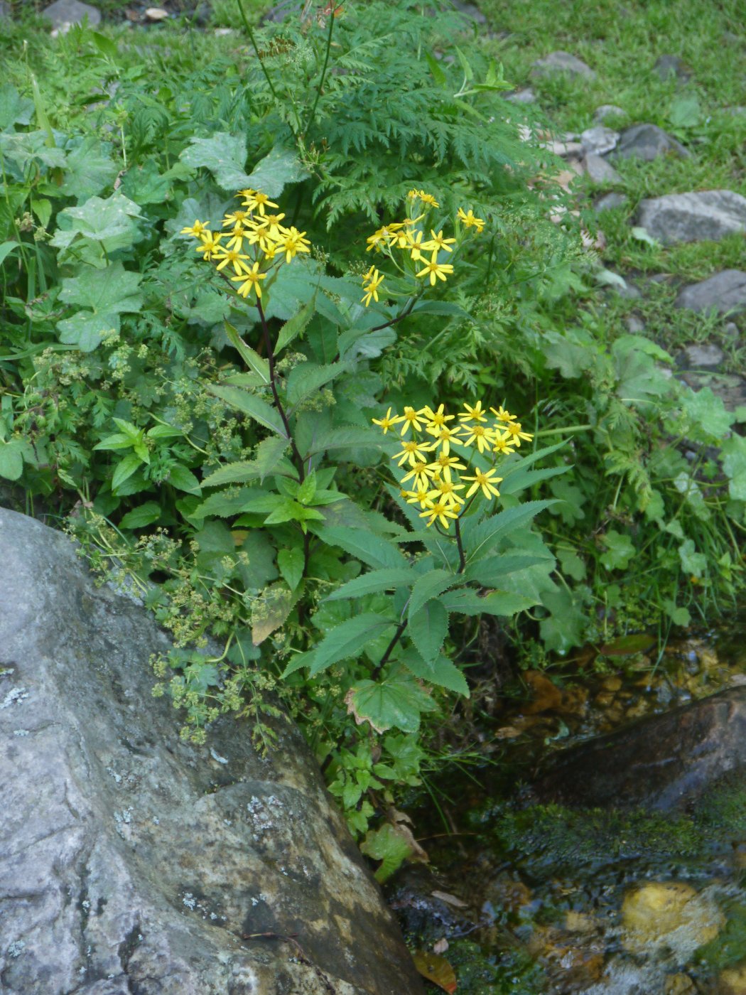 Image of Senecio nemorensis specimen.