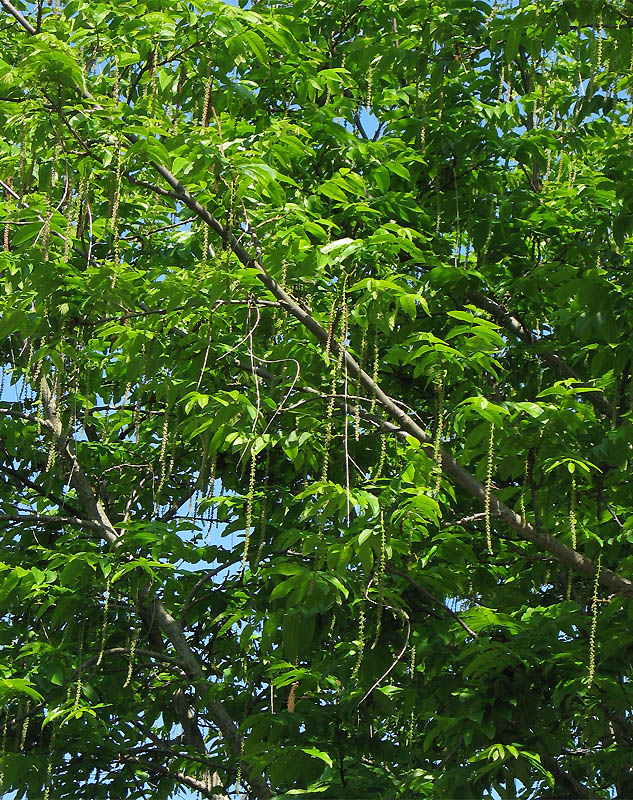 Image of Pterocarya fraxinifolia specimen.