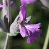 Stachys inflata