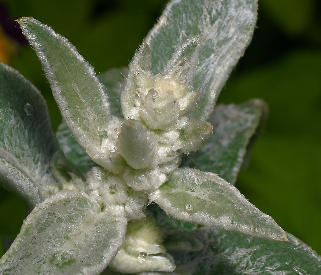 Image of Stachys byzantina specimen.