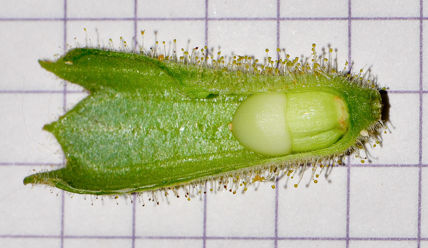 Image of Hyoscyamus desertorum  specimen.