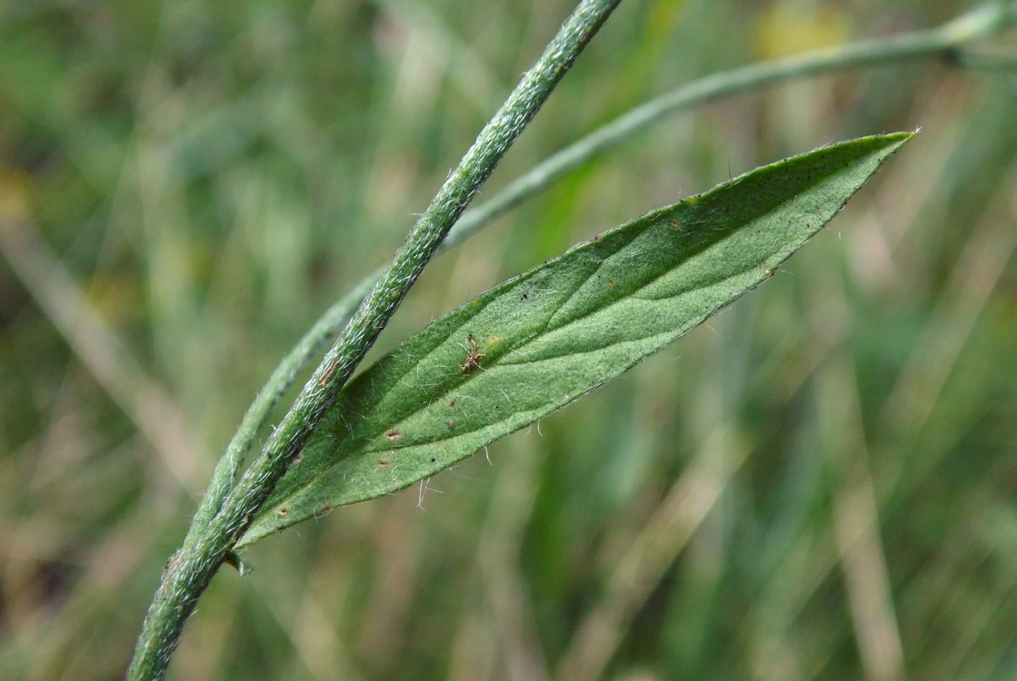 Image of Convolvulus cantabrica specimen.