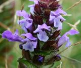 Prunella vulgaris. Часть соцветия. Украина, Волынская обл., Ратновский р-н, восточнее с. Залухов, берег оз. Святое. 29 июля 2007 г.