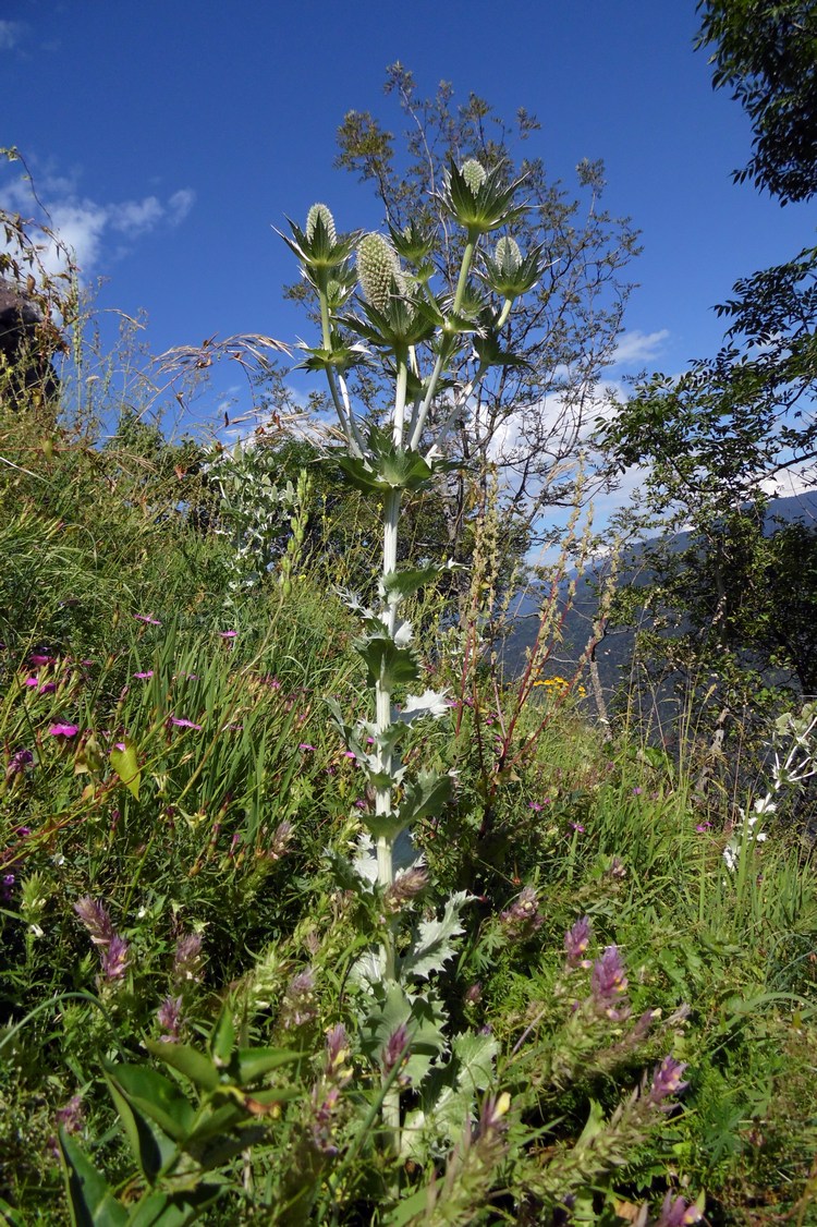 Изображение особи Eryngium giganteum.