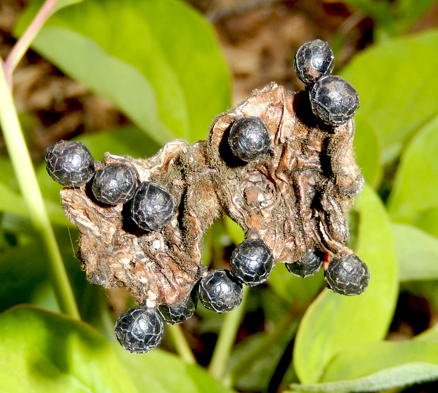 Изображение особи Paeonia caucasica.