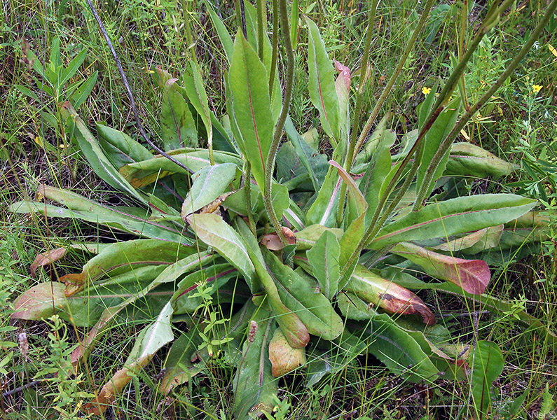 Изображение особи Trommsdorffia maculata.