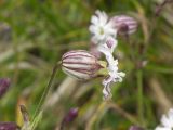 Silene lychnidea