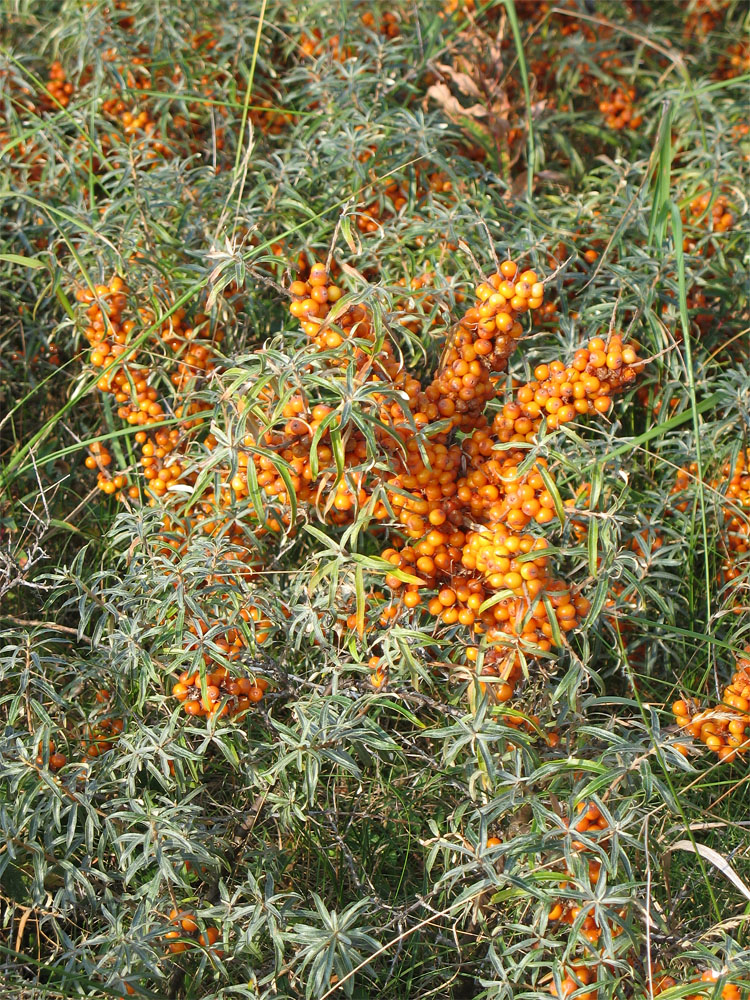 Image of Hippophae rhamnoides specimen.