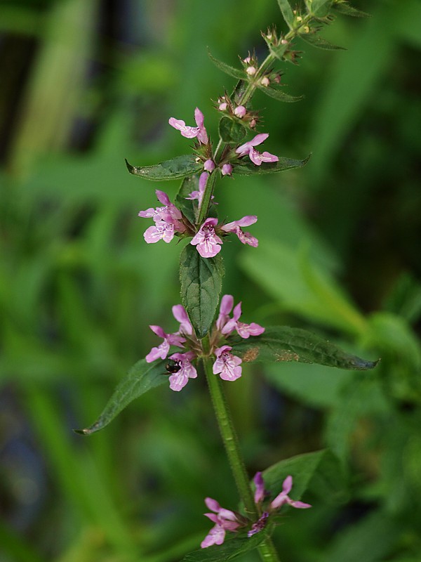 Image of Stachys palustris specimen.