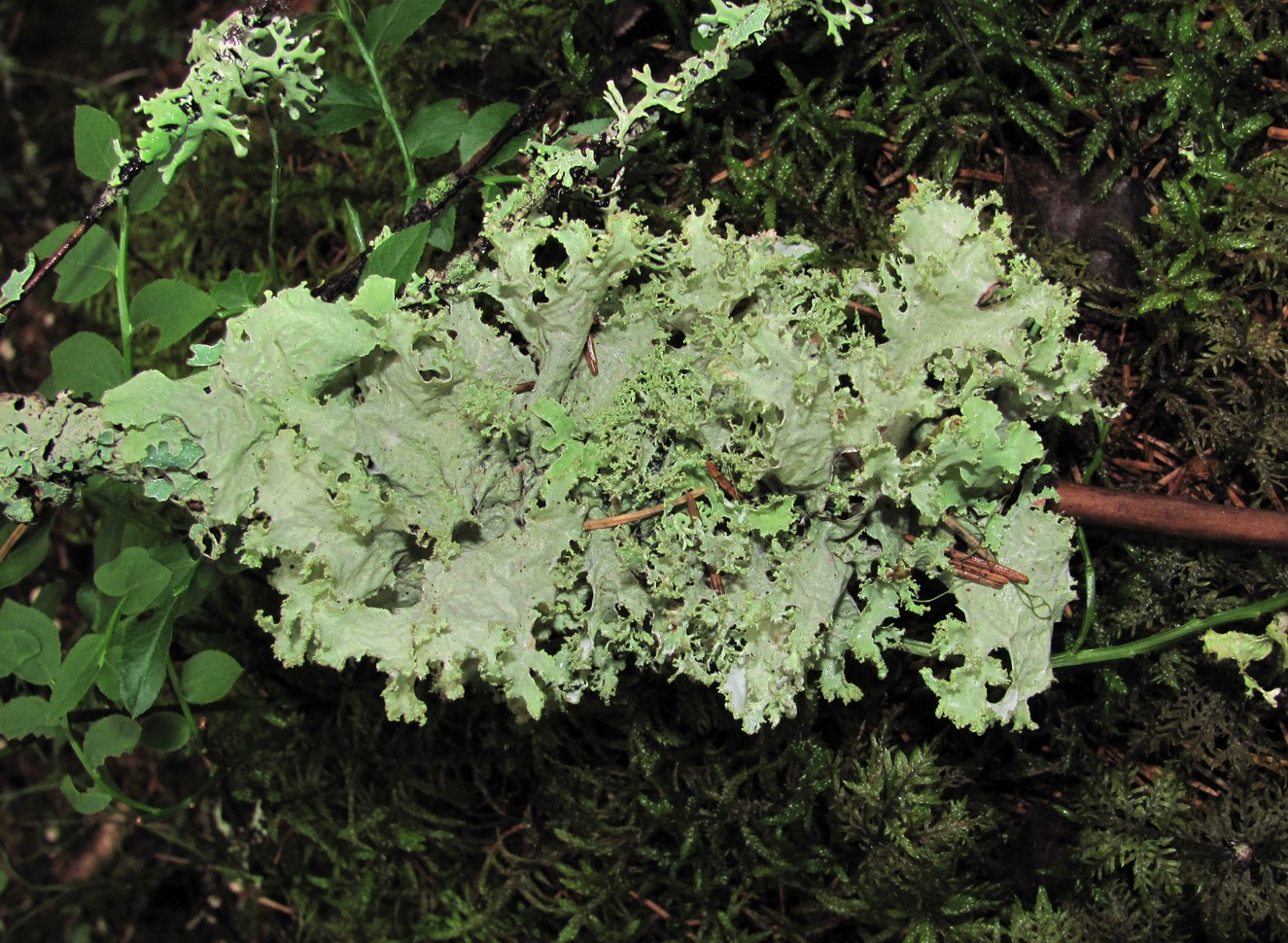 Image of Platismatia glauca specimen.