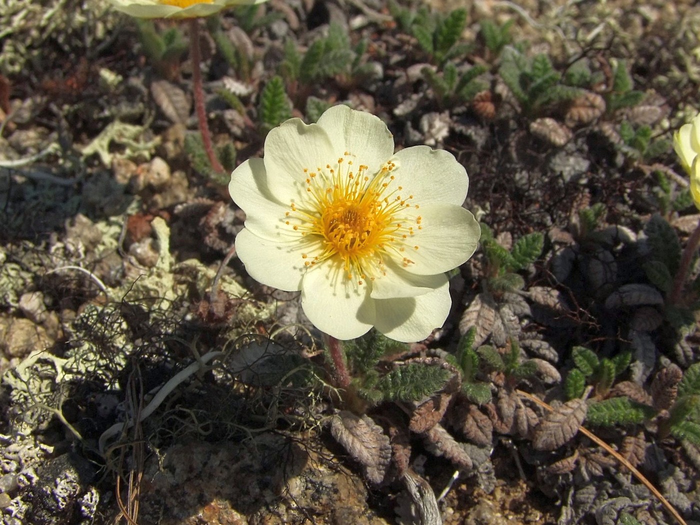 Image of Dryas ajanensis specimen.