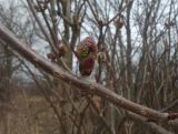 Sambucus racemosa. Часть ветви с развивающимся соцветием. Тверская обл., Весьегонский р-н, с. Чистая Дуброва, около здания заброшенной фермы. 27 апреля 2013 г.