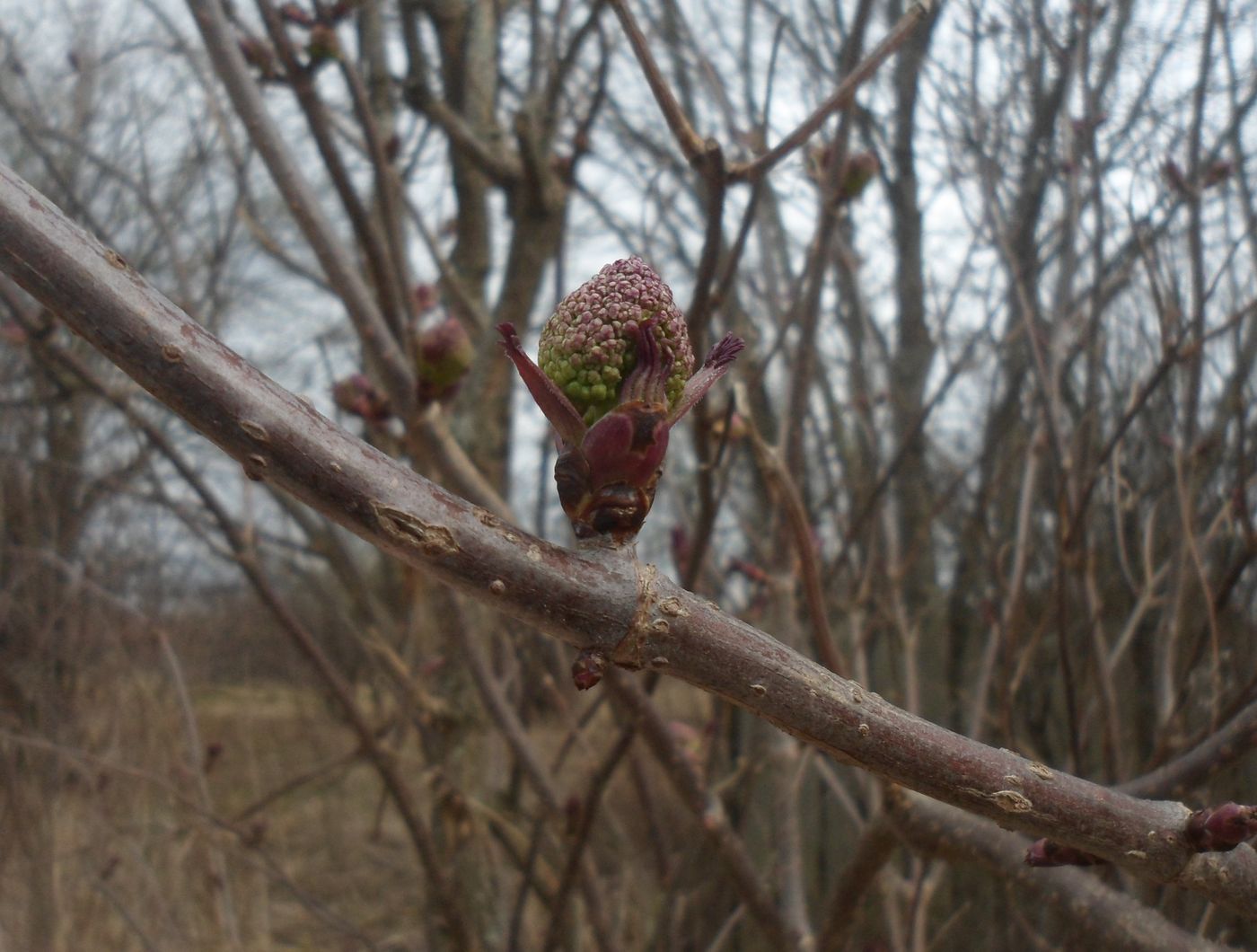 Image of Sambucus racemosa specimen.