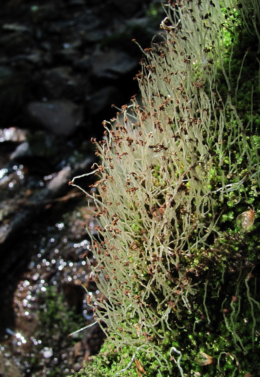 Image of division Marchantiophyta specimen.