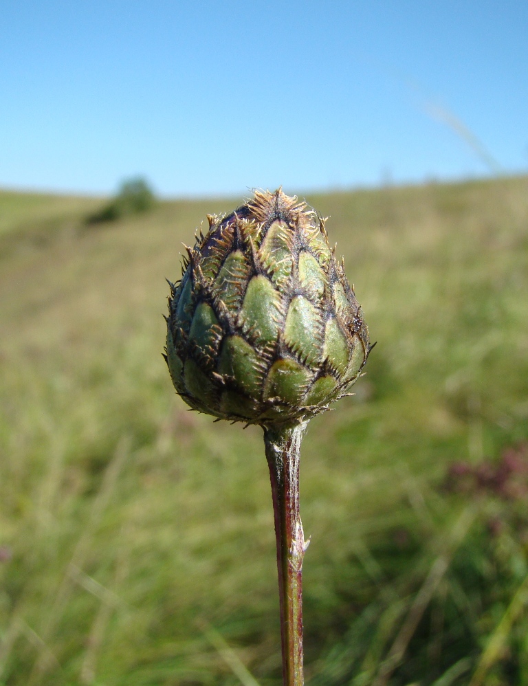 Изображение особи Centaurea scabiosa.