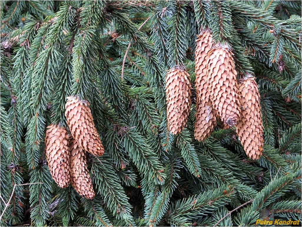 Изображение особи Picea abies.