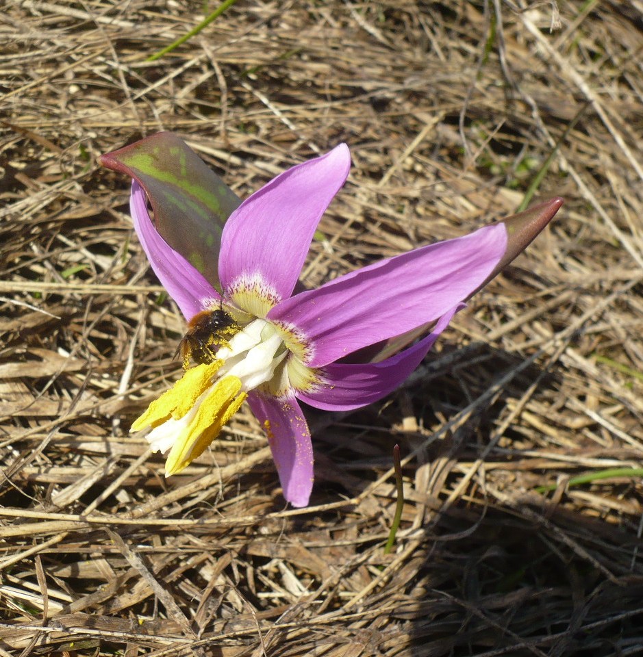 Image of Erythronium sibiricum specimen.