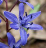 Scilla bifolia