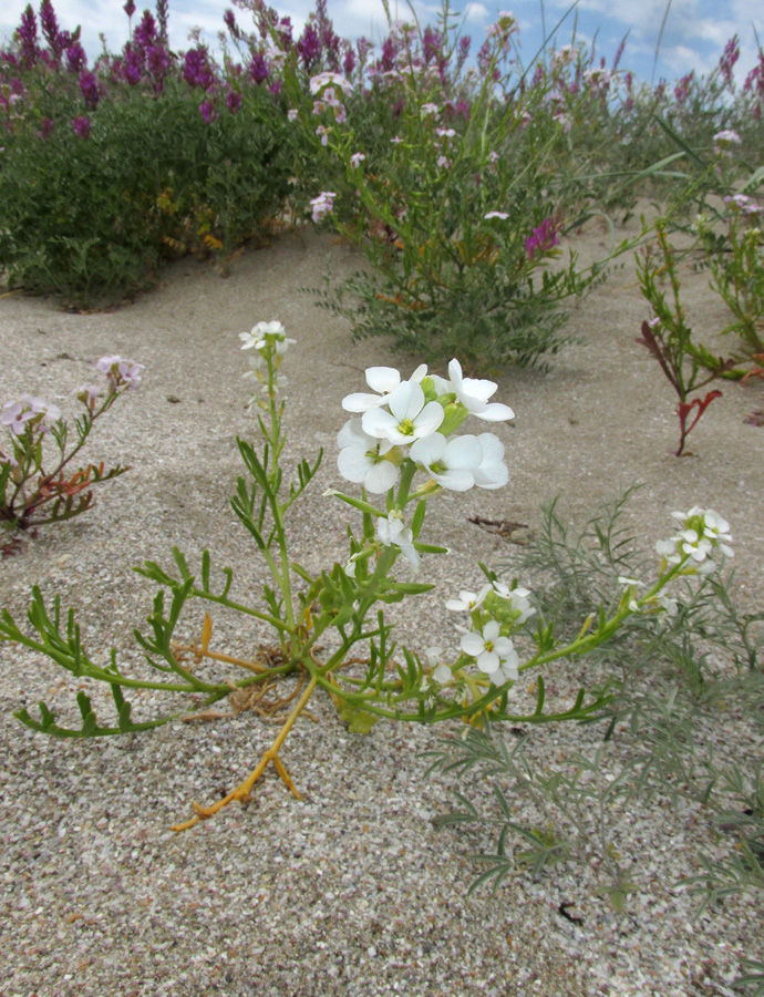 Image of Cakile euxina specimen.