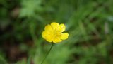 Ranunculus acris. Цветок. Камчатский край, Елизовский р-н, долина реки Авача, лиственный лес. 29.06.2017.