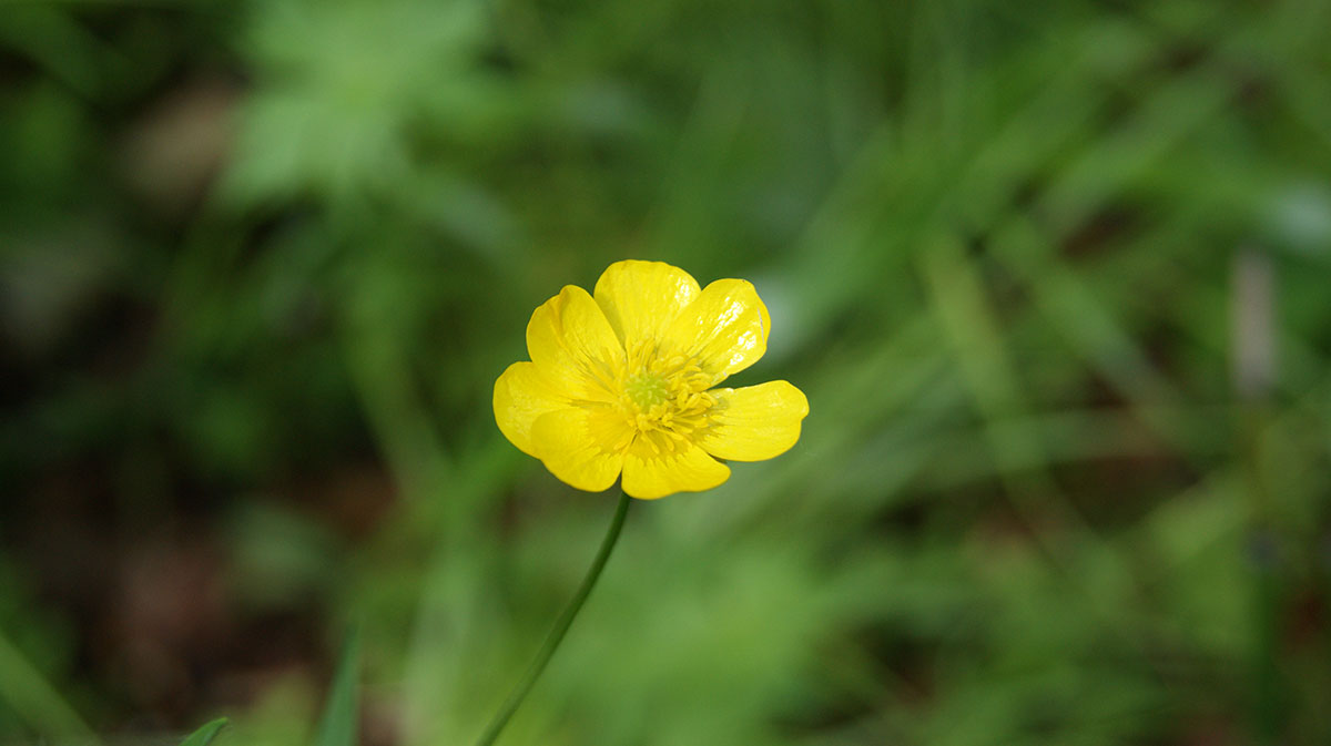 Image of Ranunculus acris specimen.